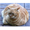 gingercat